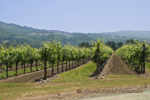 USA-Napa-Valley-California-vineyard